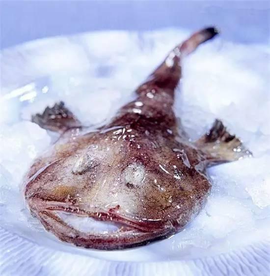 知識庫｜奇丑卻極美味的魚，餐廳趕緊上新菜！