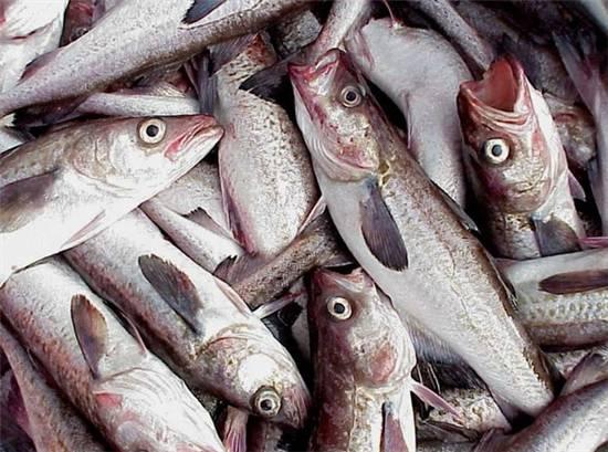 知識庫｜這種魚可以一魚36吃，你餐廳還不上菜？|餐飲界