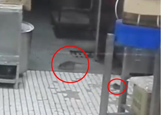 上海南京東路沈大成餐廳老鼠出沒，市場監(jiān)管局：3月剛滅鼠
