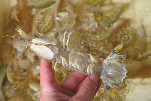 人為注膠讓皮皮蝦增重？專家辟謠:那是蝦黃和蝦膏