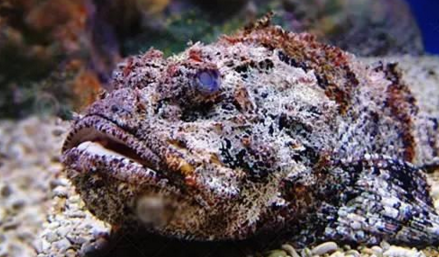 知識(shí)庫｜如何處理、烹飪世界最毒的海魚？