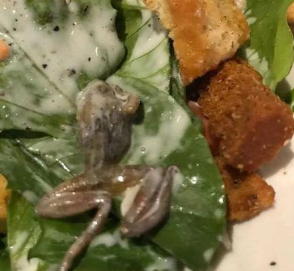 惡心！她餐廳吃飯竟吃出整只死青蛙