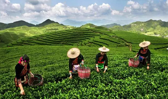 皇茶、喜茶之后，茶飲界又冒出一“黑馬”烏龍煎