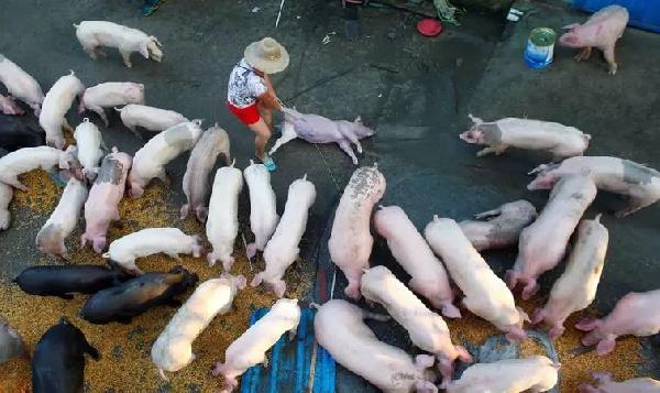 豬肉消費總量連年下滑，人們沒那么愛吃肉了嗎？|餐飲界