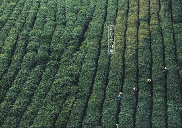 如何掘金500億新茶飲市場，打造一杯有故事的黑龍茶？