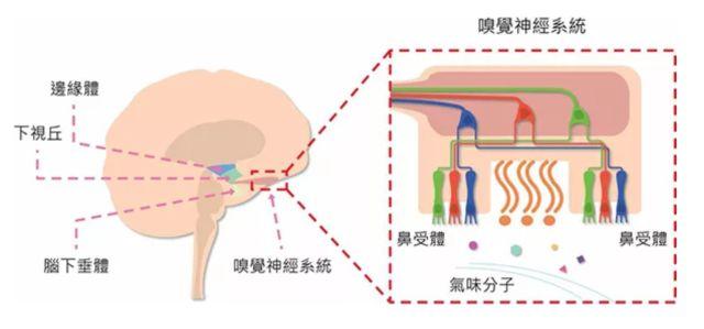 讓消費者欲罷不能的氣味營銷，餐飲人該如何實現(xiàn)？ | 餐見