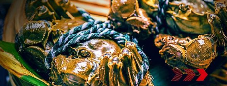 “秋風(fēng)響，蟹腳癢”，順豐同城急送推出大閘蟹專送服務(wù)