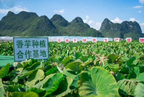 在檳榔芋優(yōu)質(zhì)產(chǎn)區(qū)共建種植基地，喜茶持續(xù)推動(dòng)新茶飲供應(yīng)鏈專業(yè)化發(fā)展|餐飲界