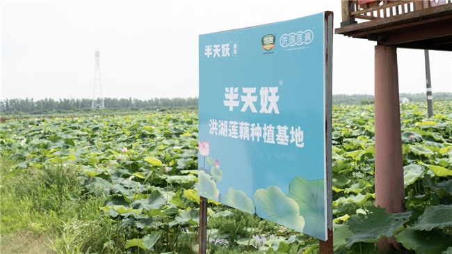 在蓮藕地理標志產(chǎn)地 探索半天妖藕片質(zhì)優(yōu)價美背后的奧秘