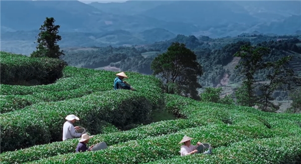奢配180斤茉莉花，檸季讓香氣沉浸至最后一口