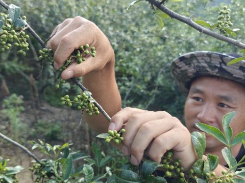 一顆青花椒的“頂流”之路：從深山枝頭到半天妖銷量榜首的風(fēng)味旅程|餐飲界