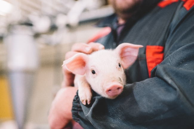 芬蘭無抗生素肉品專家Atria阿特睿教你挑肉小妙招：買肉不能只看肉質(zhì)，還要看動物福利標(biāo)準(zhǔn)