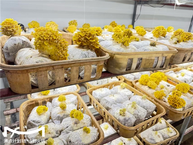 沸點計劃發(fā)布“山海供應(yīng)鏈”戰(zhàn)略：投建十大生態(tài)基地，護(hù)航萬店擴(kuò)張